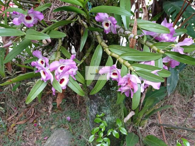 Casa para Venda em São Sebastião - 4